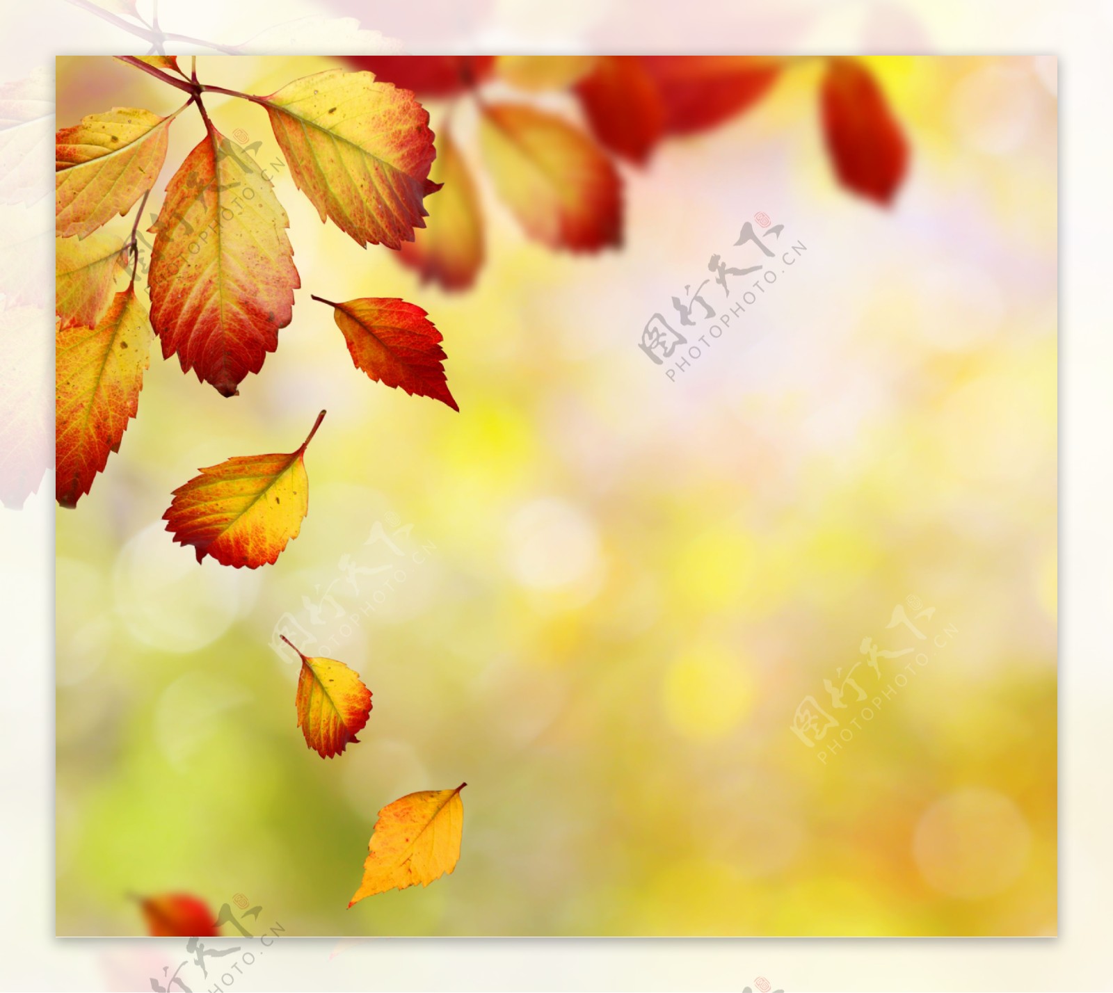 梦幻光斑与飘落的树叶图片