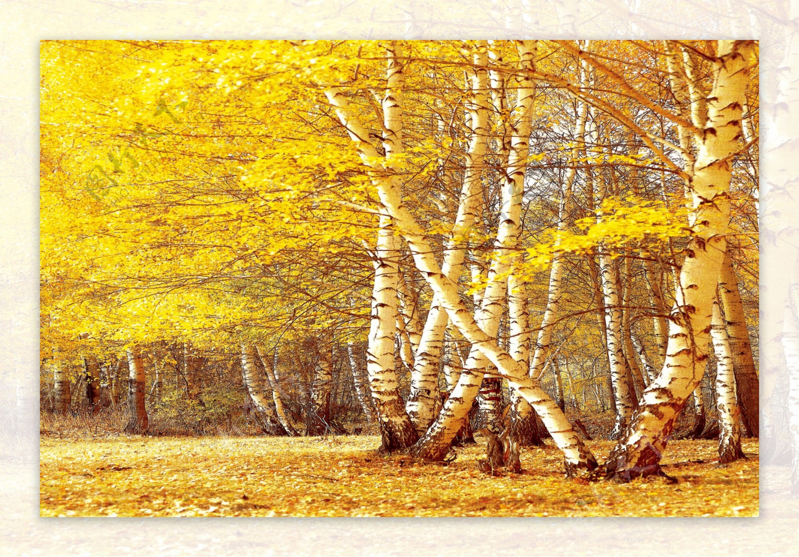 秋天树林风景写生图片