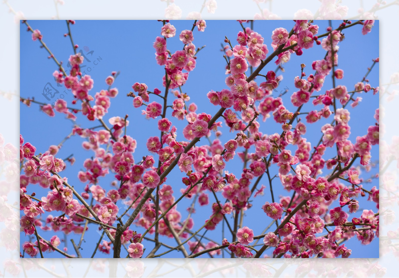 蓝天下的桃花枝图片