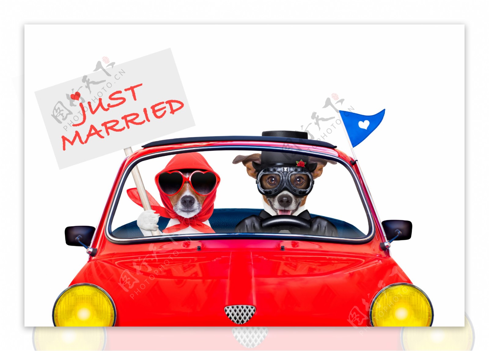 结婚旅游的狗图片