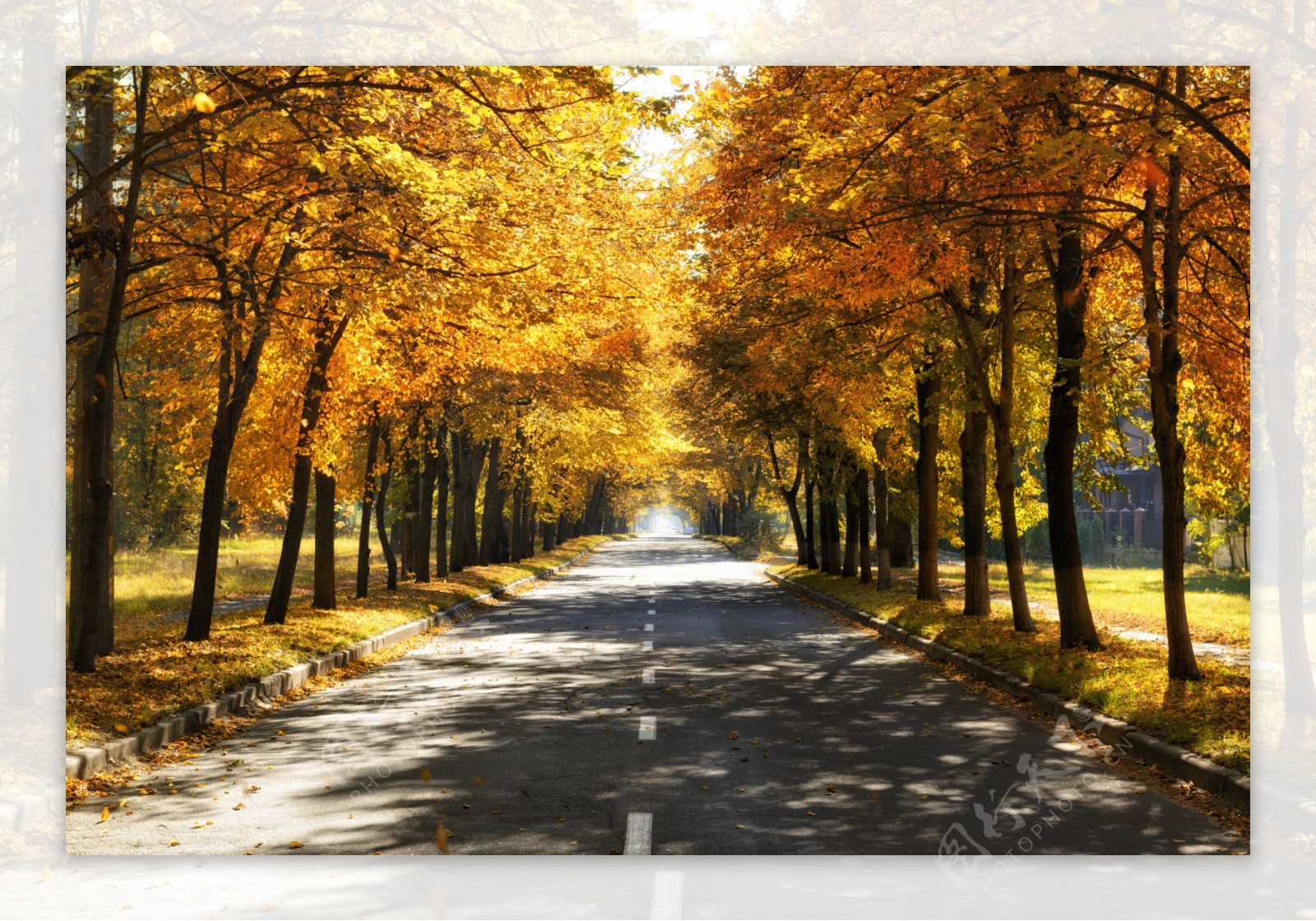 秋天树林公路风景图片