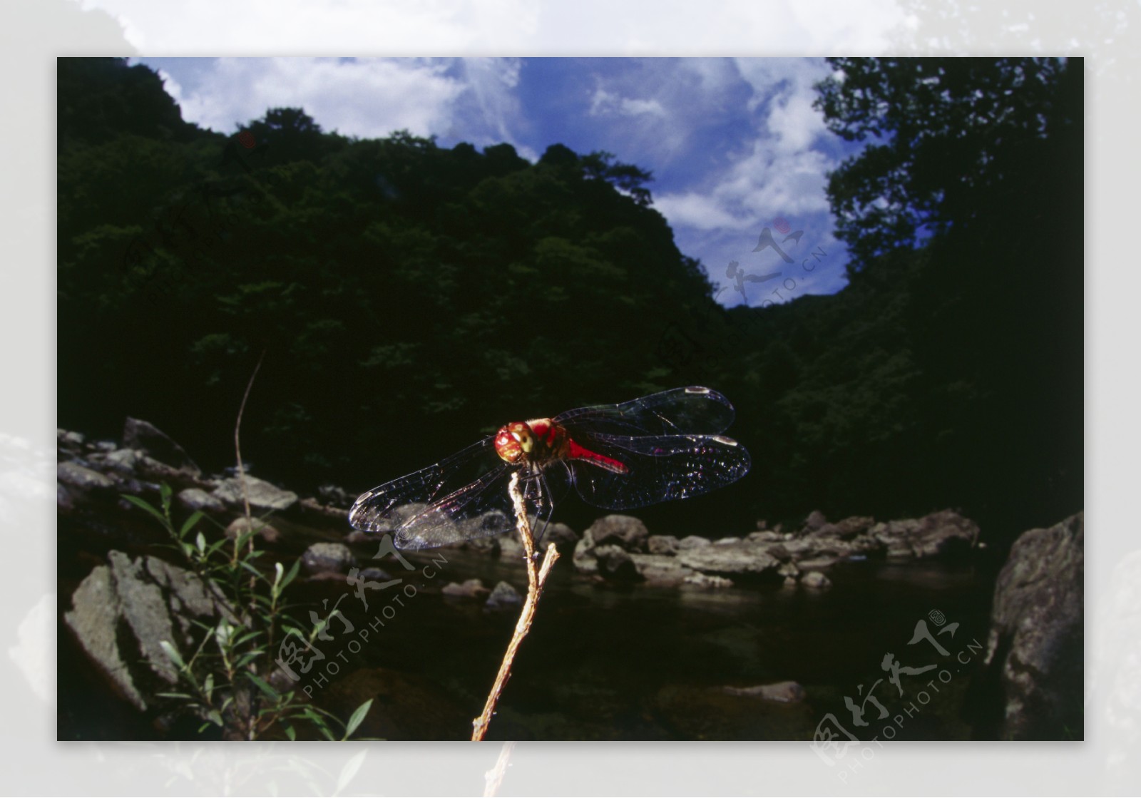 停在枝头上的红蜻蜓图片