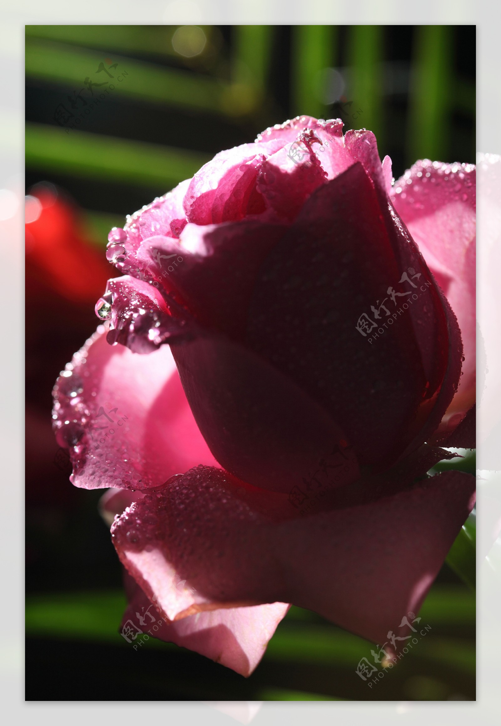 盛开的玫瑰花图片