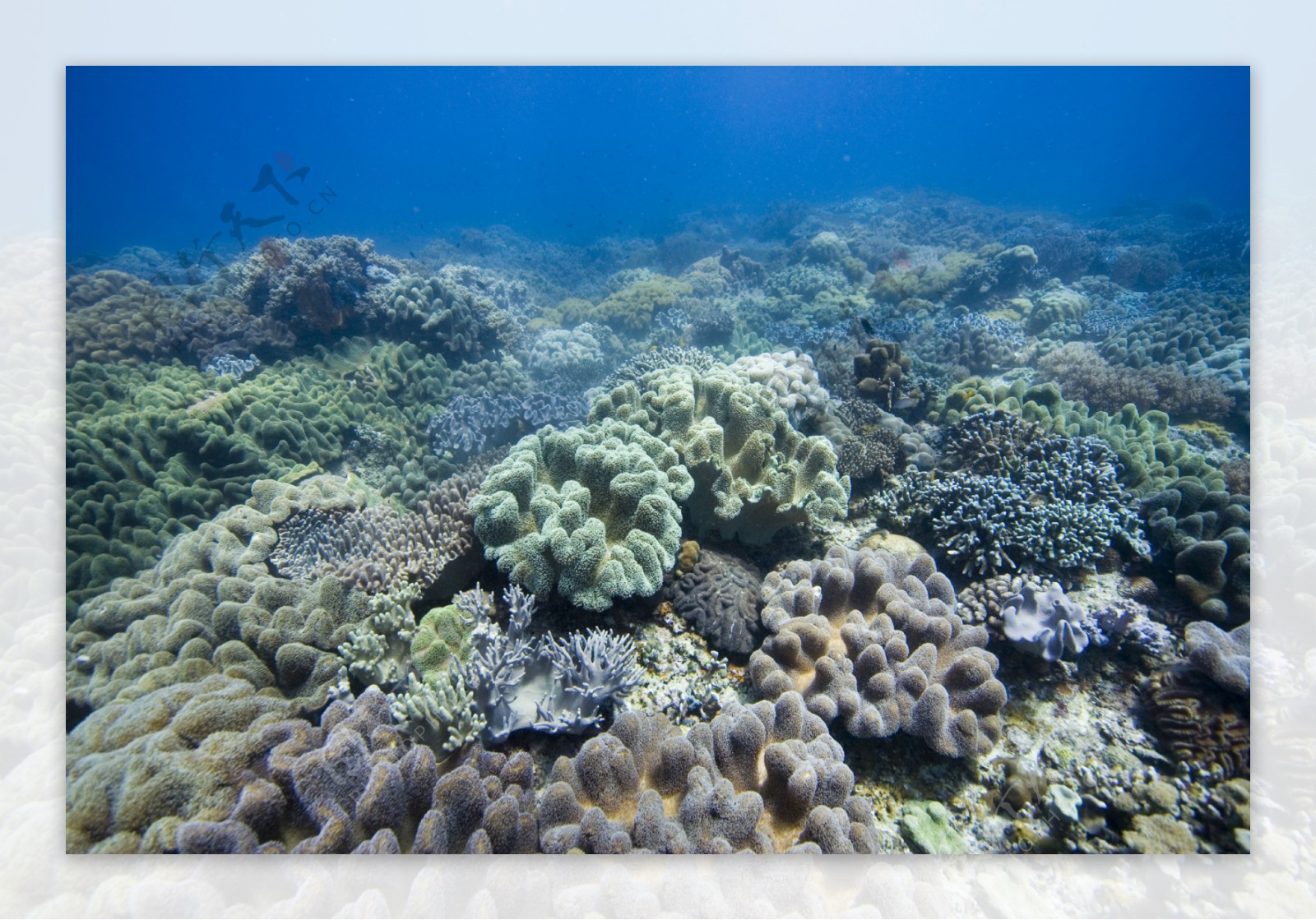 海洋生物图片