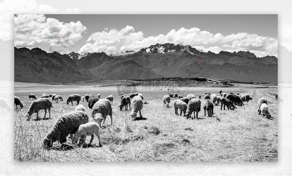 黑与白农场草羊羊群