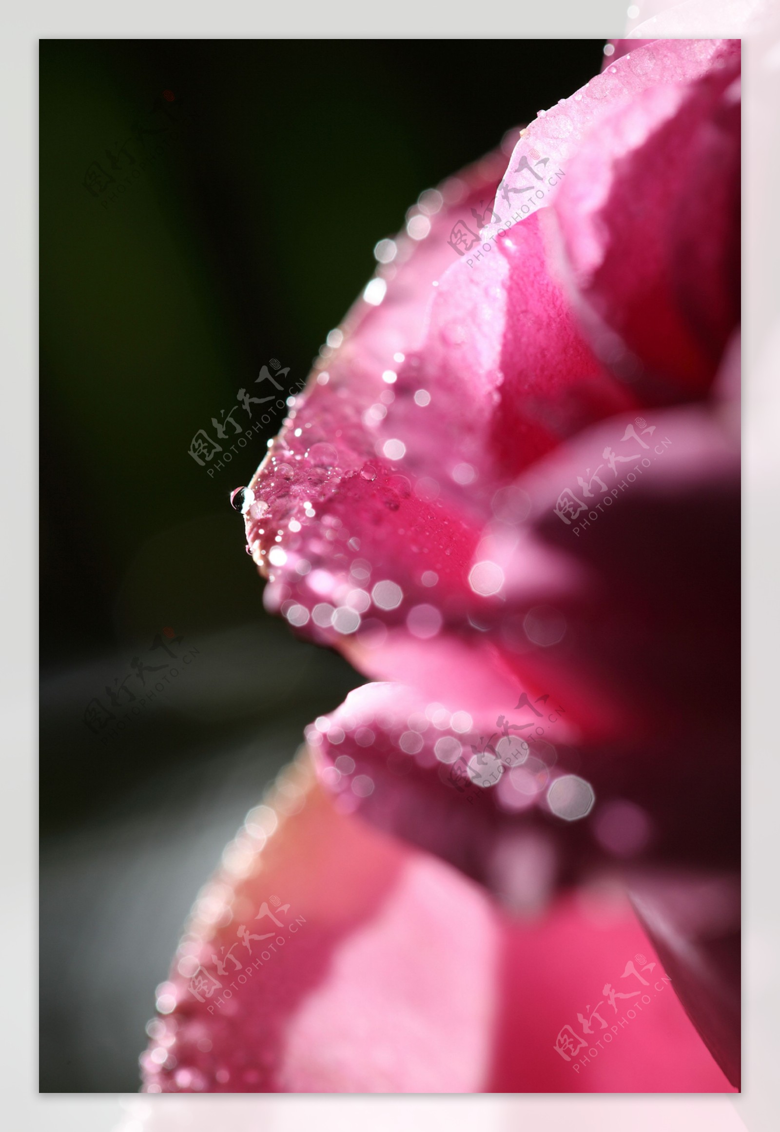 光斑玫瑰花瓣图片
