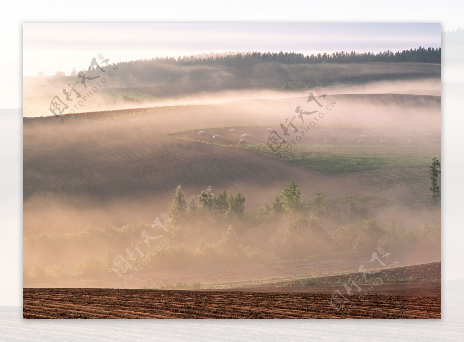 田园雾景摄影图片