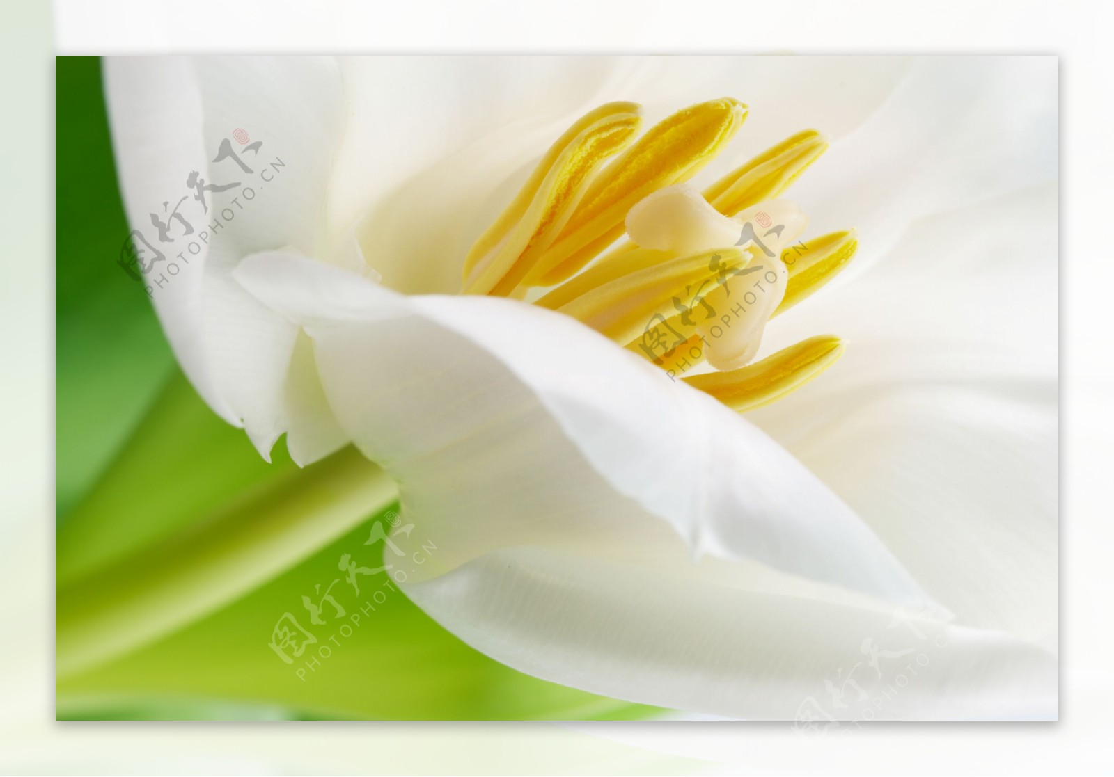 白色花朵花蕊图片