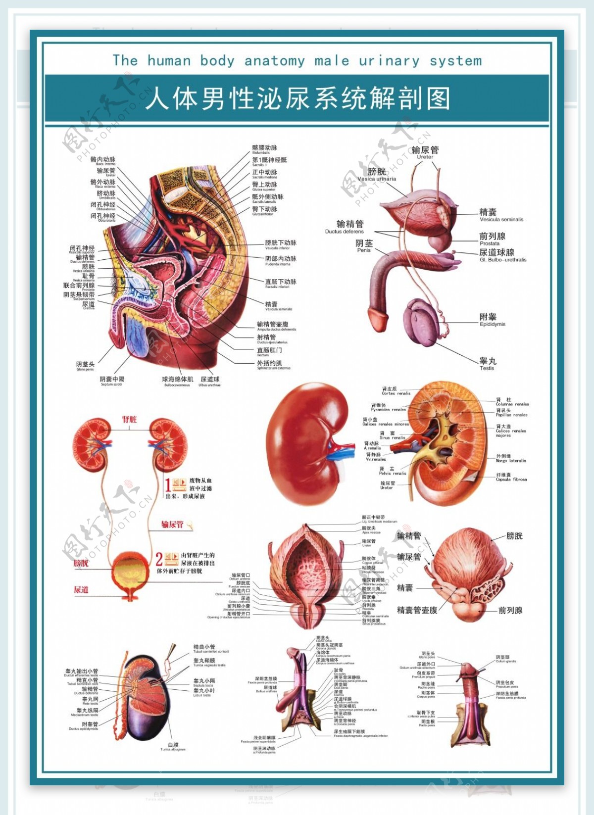 医学展板人体男性泌尿系统解剖图高清psd