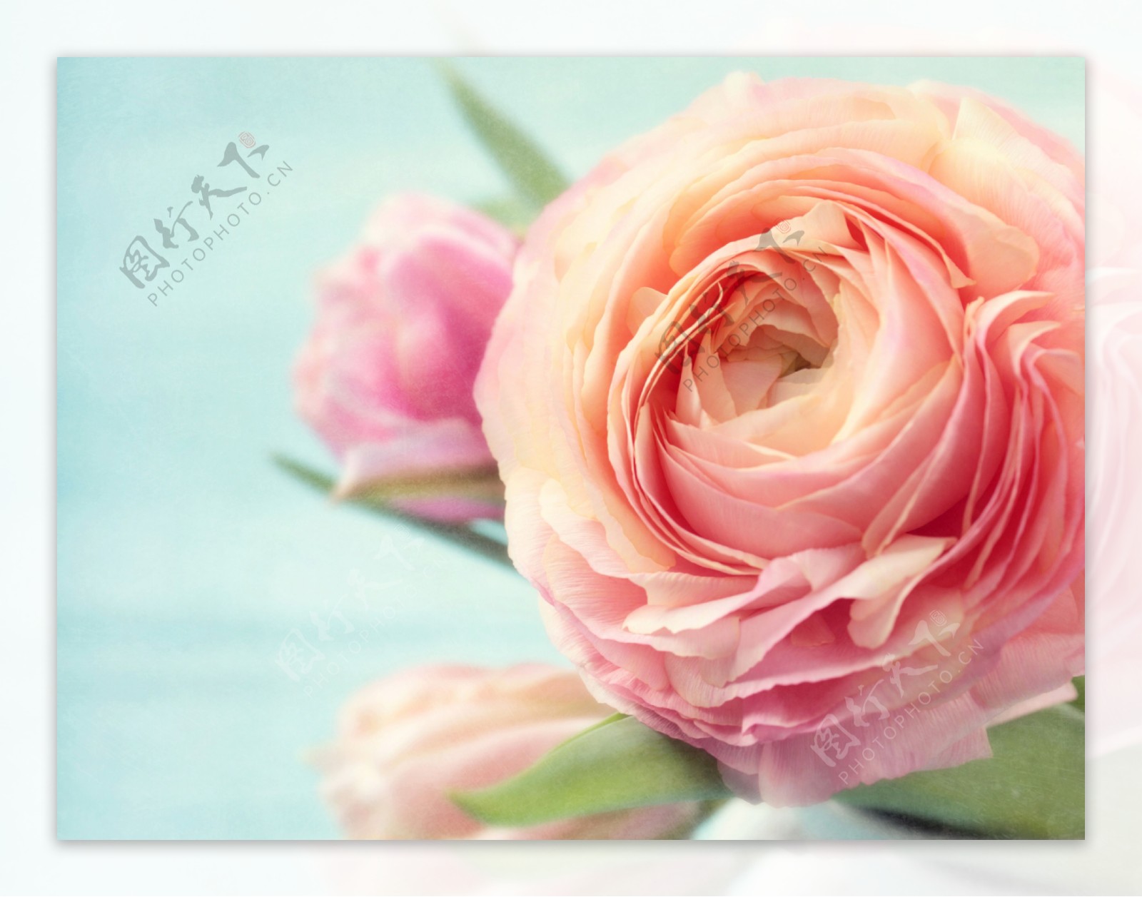 一大朵粉色玫瑰花图片