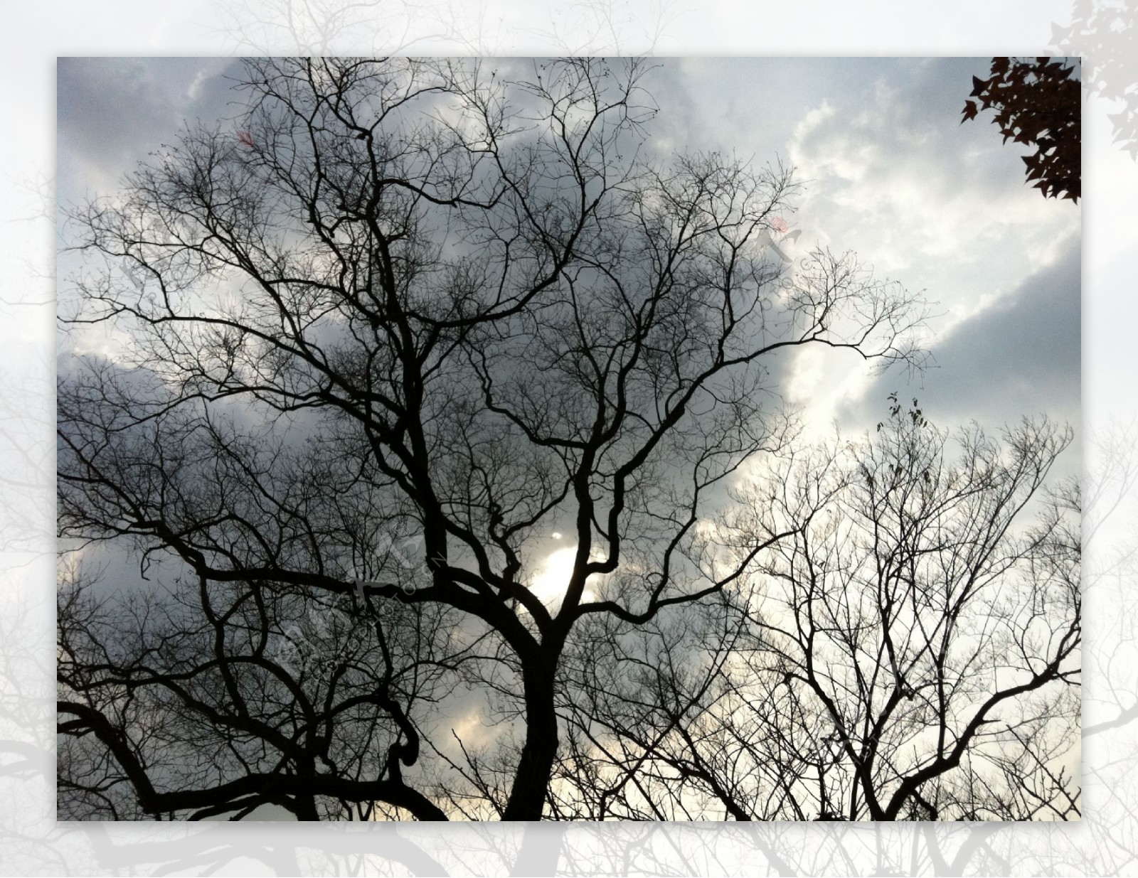 冬天树木风景图片