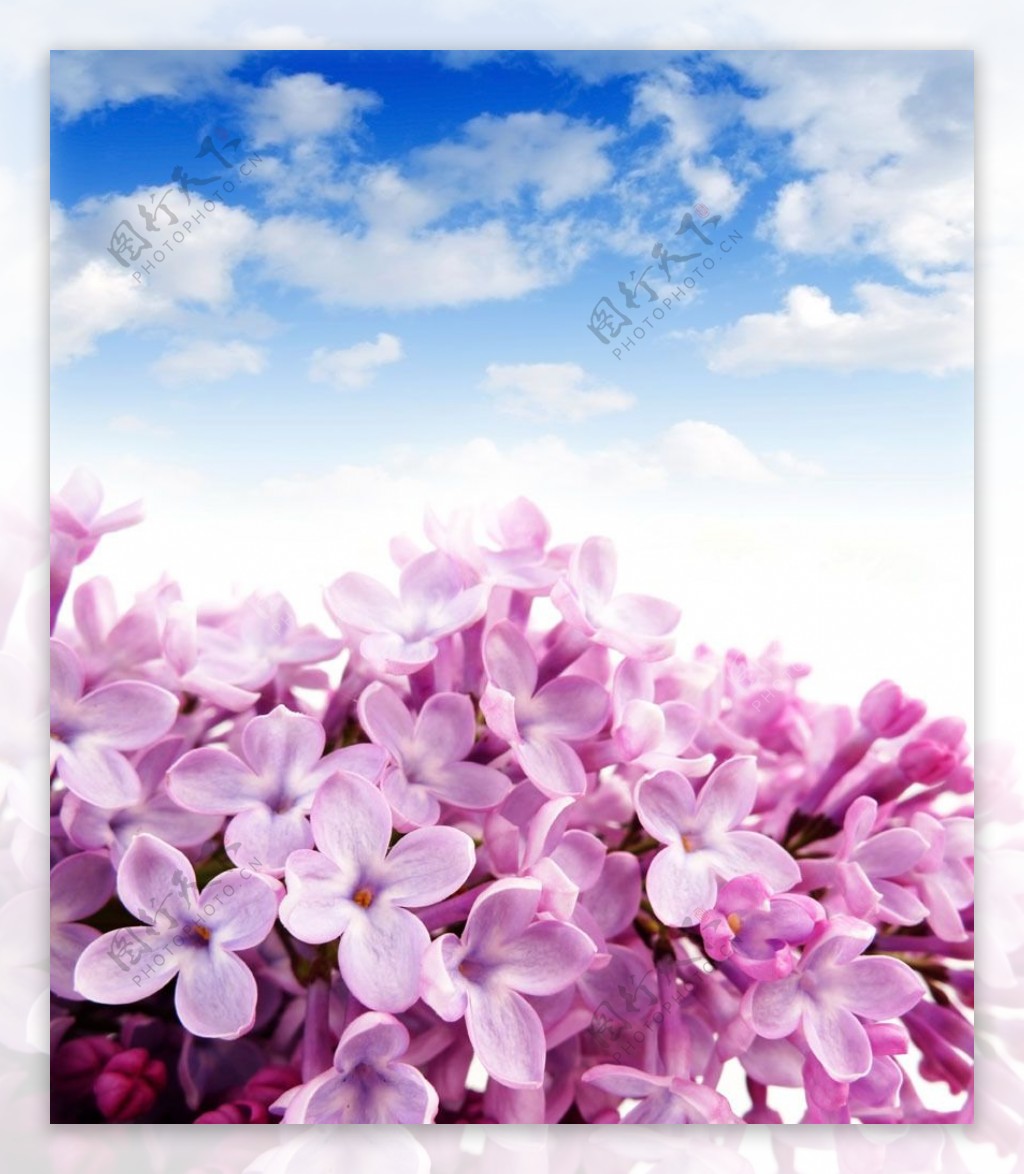 蓝天白云粉色花朵图片