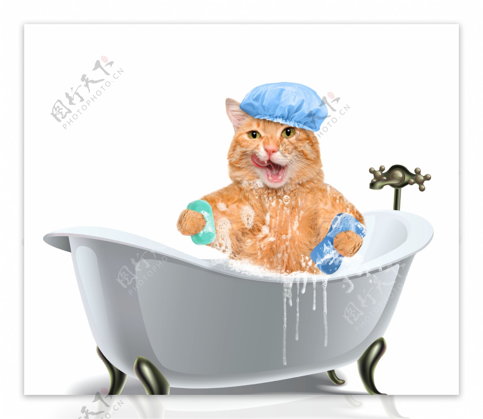 洗澡的小猫图片