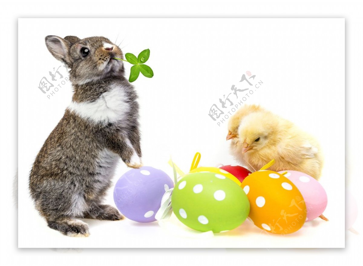 兔子彩蛋和小鸡图片