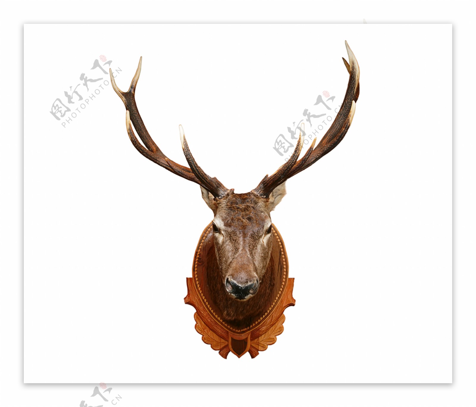麋鹿头装饰图片