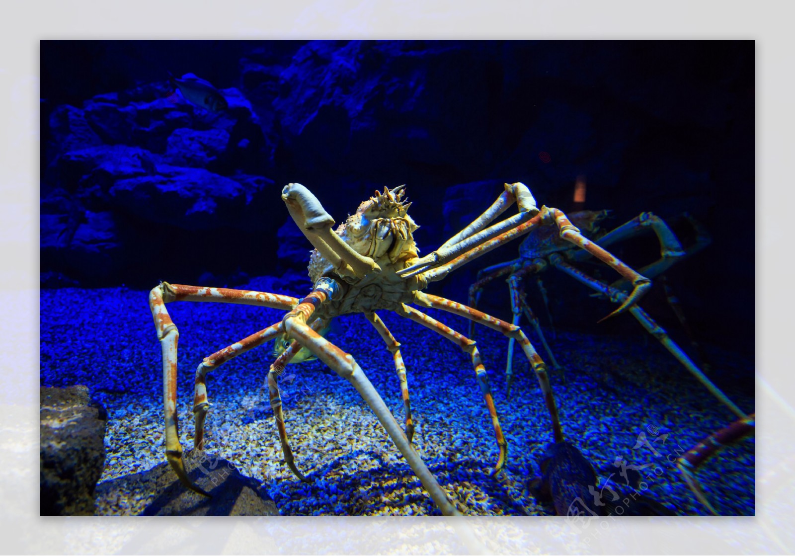 正版 万代 生物大图鉴 螃蟹2 蜘蛛蟹 关节可动 动物模型 摆件现货-淘宝网