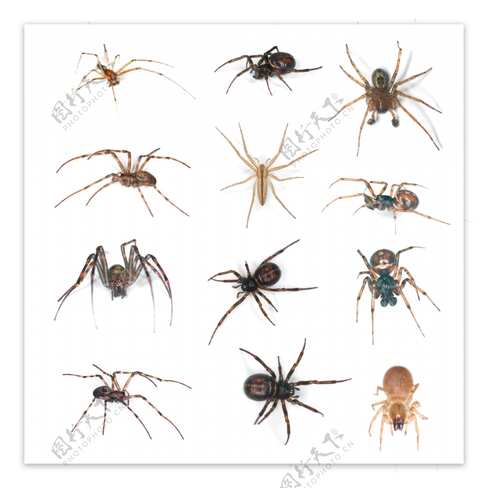 各种蜘蛛图片