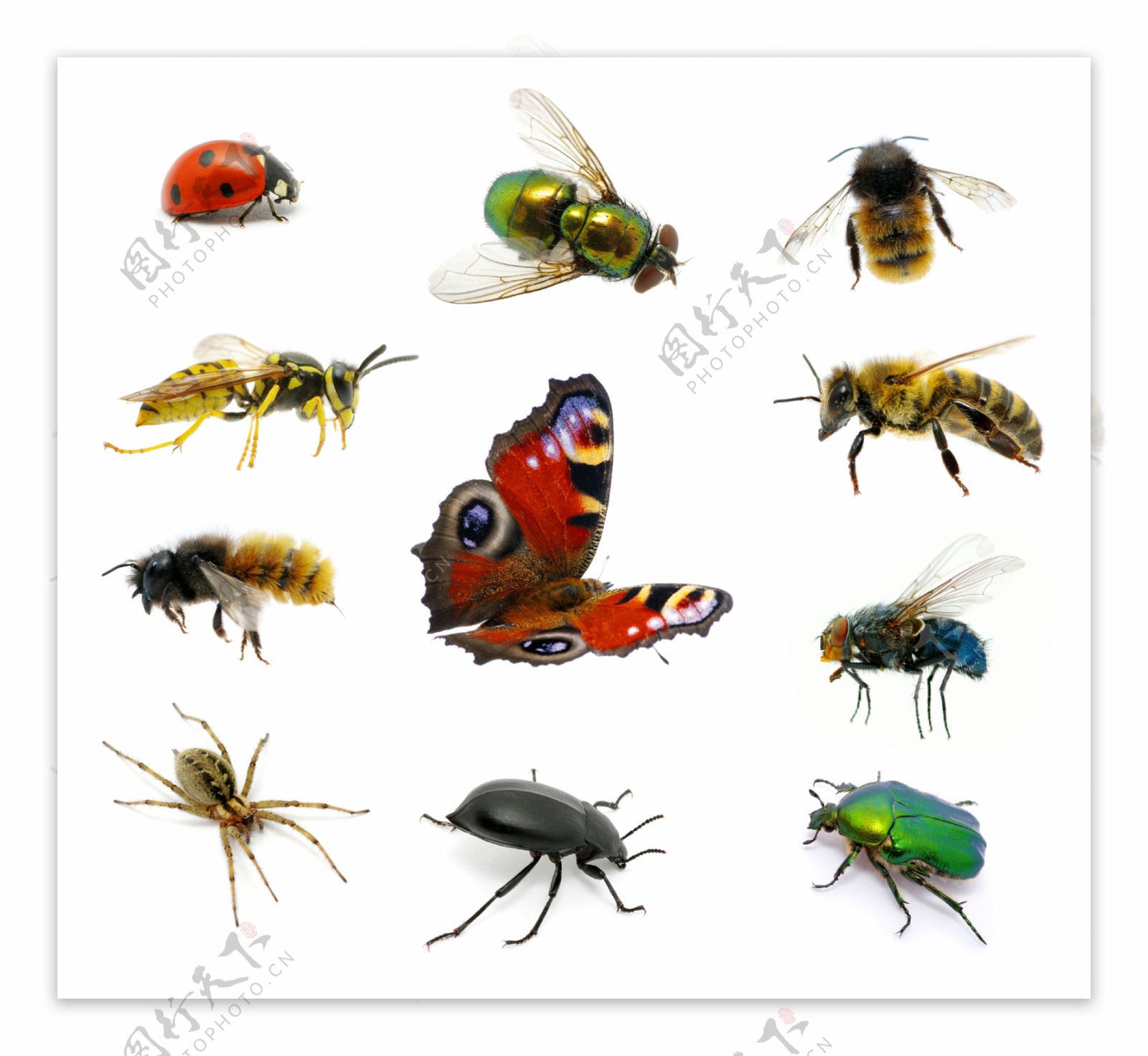 昆虫合集图片
