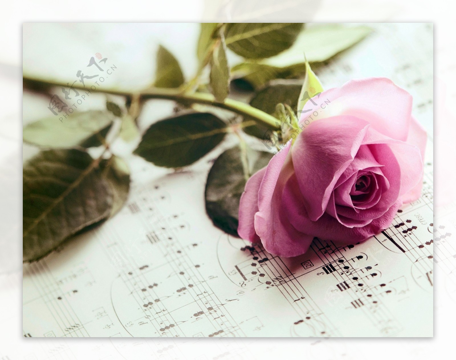 粉色花朵与音乐谱图片