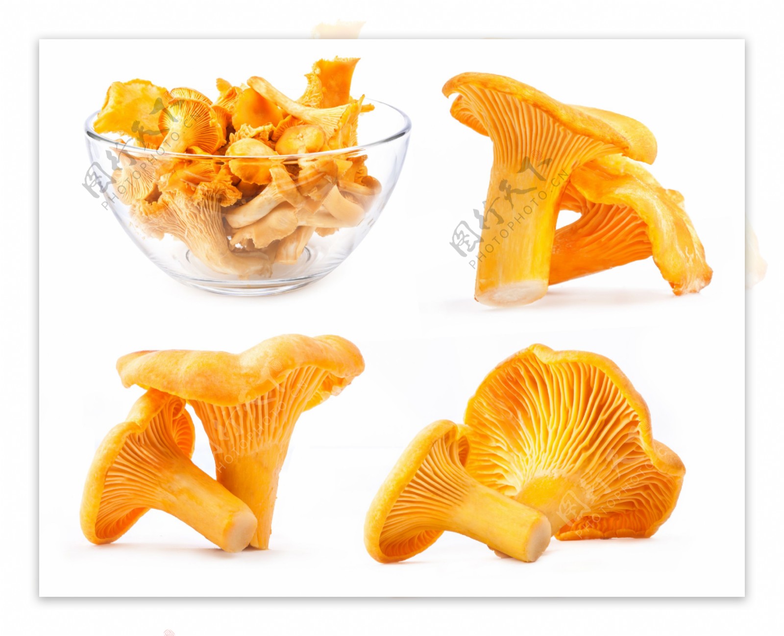 金黄的蘑菇图片