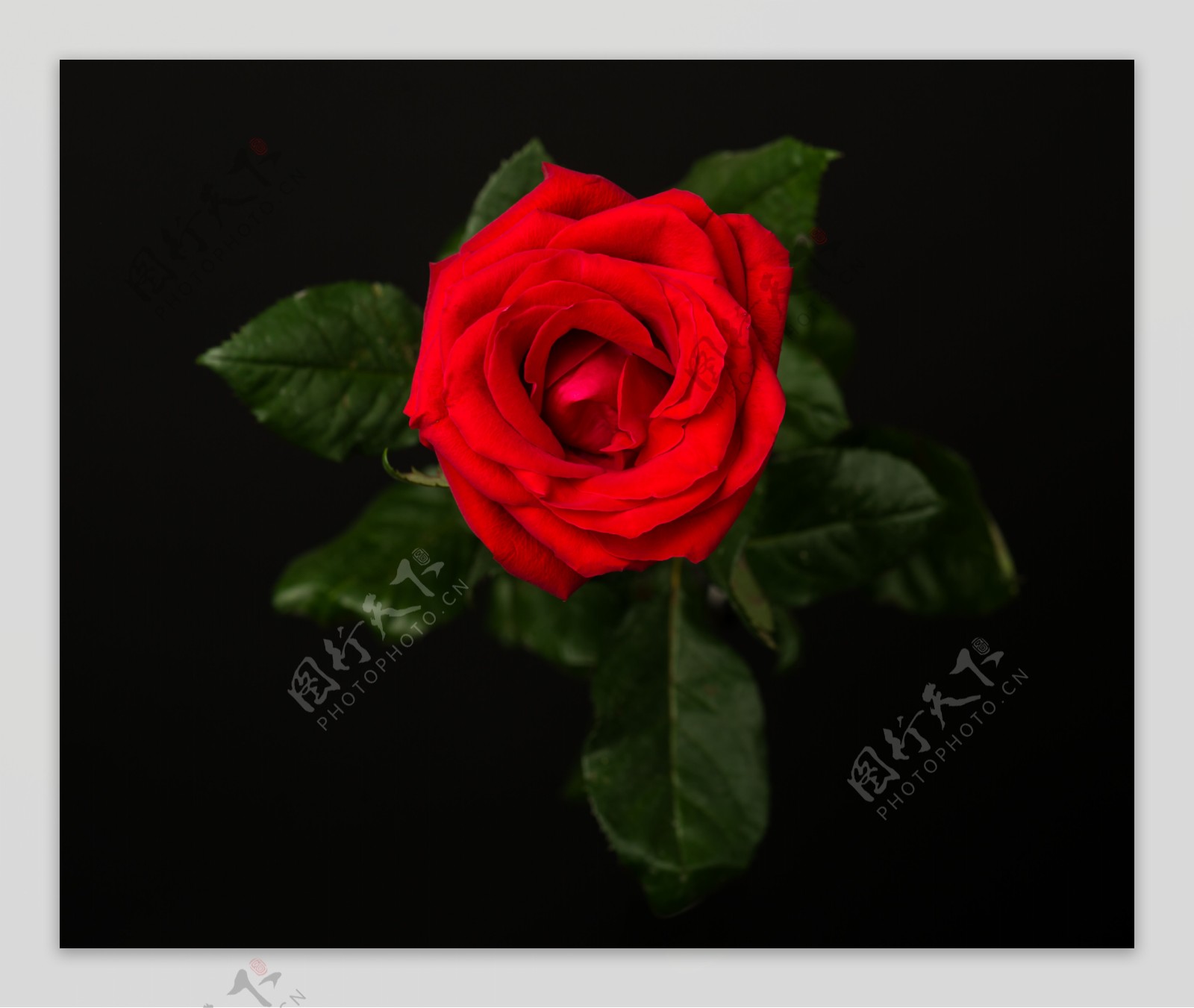 夜色中的一朵玫瑰花图片