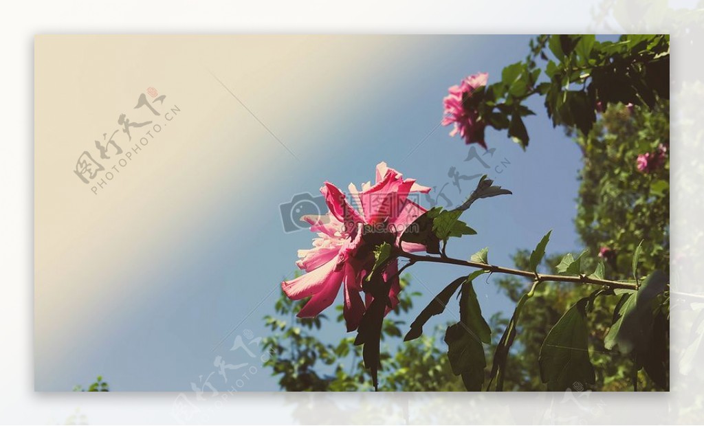 粉红色的花瓣花卉特写摄影蓝天下