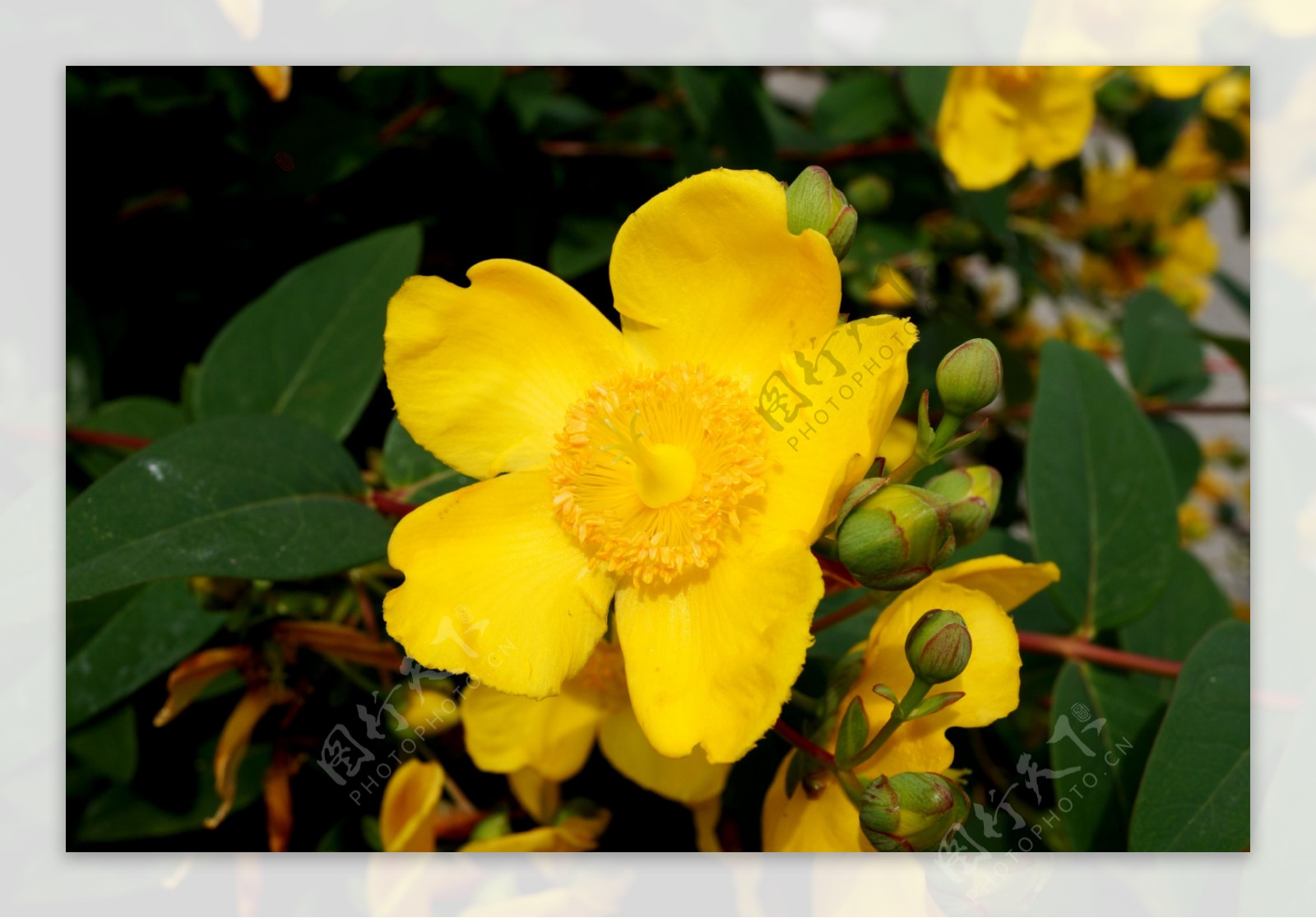 盛开的黄色小花图片
