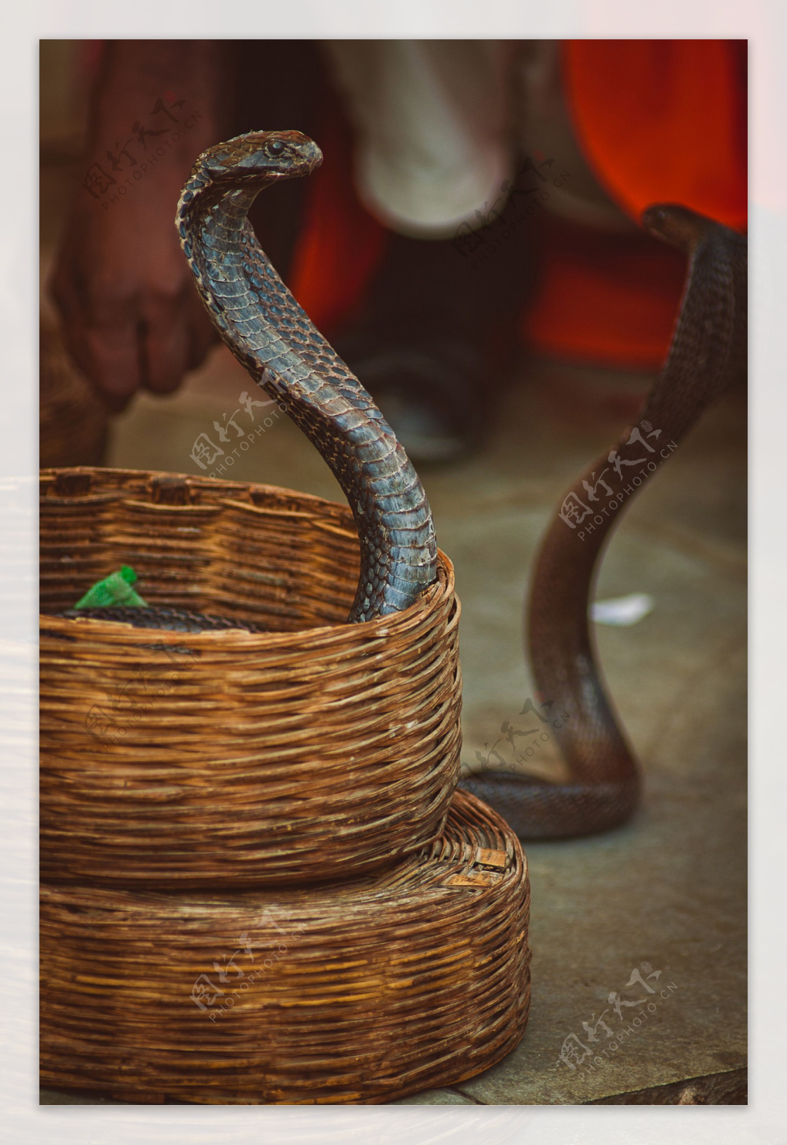 竹镂里的眼镜蛇图片