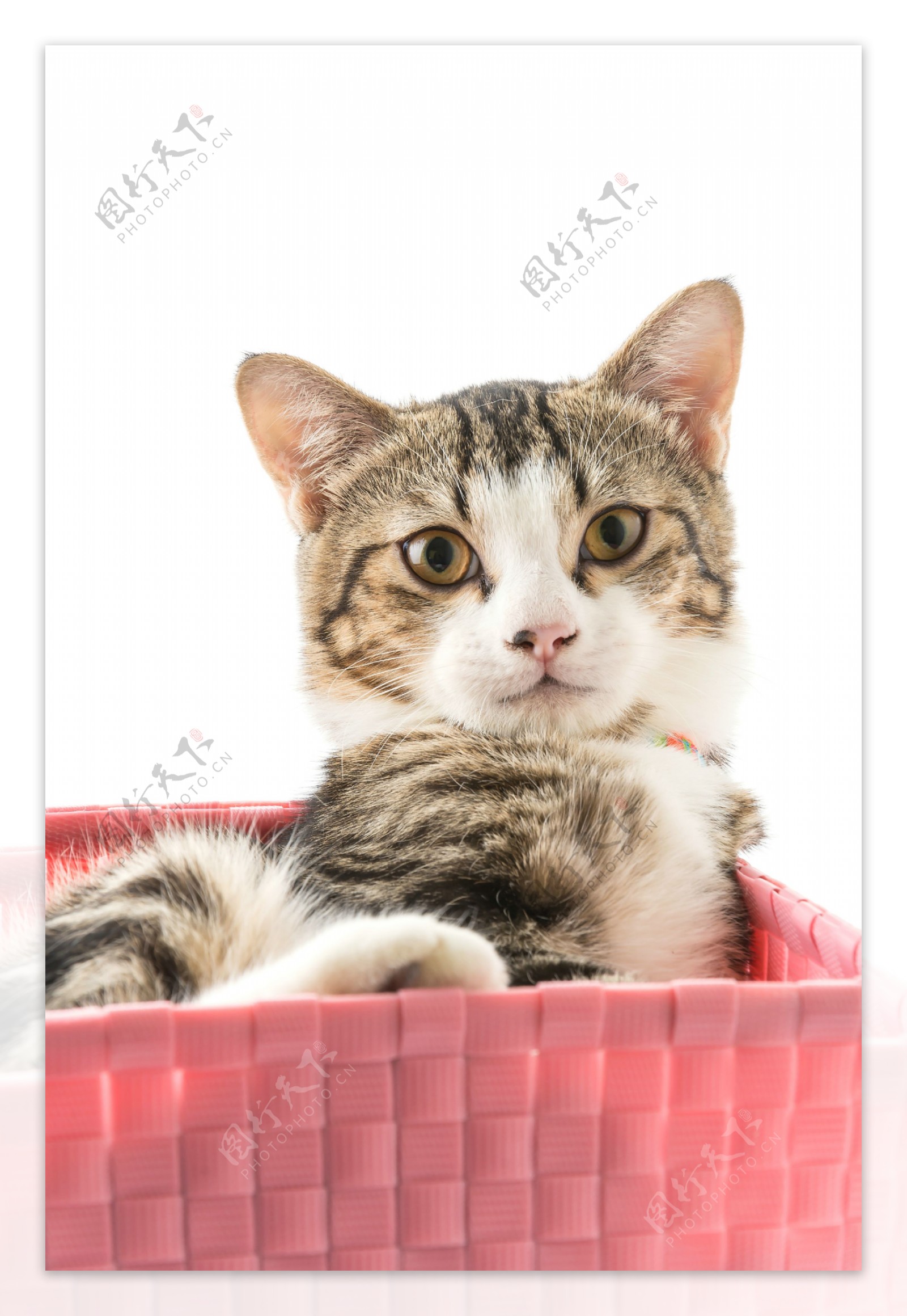 礼物盒的小猫图片