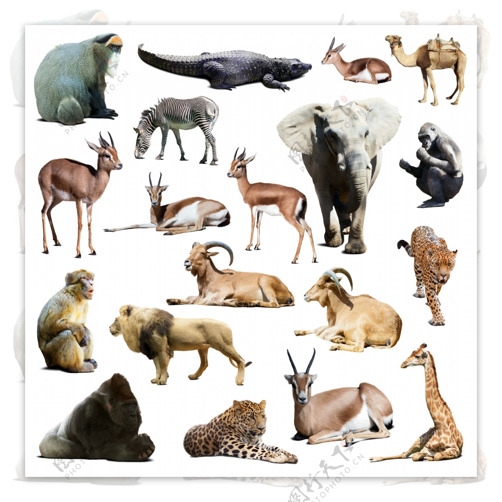 野生动物合集图片