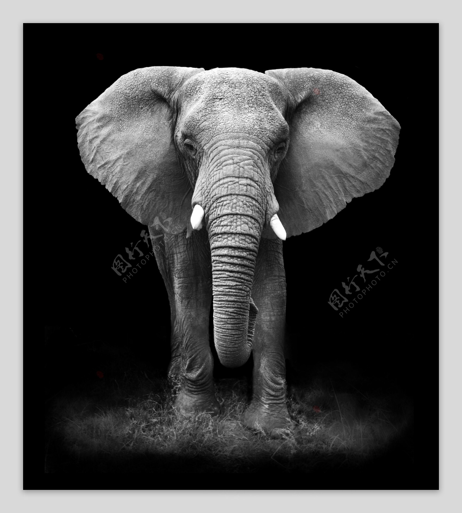 大象黑白照片图片