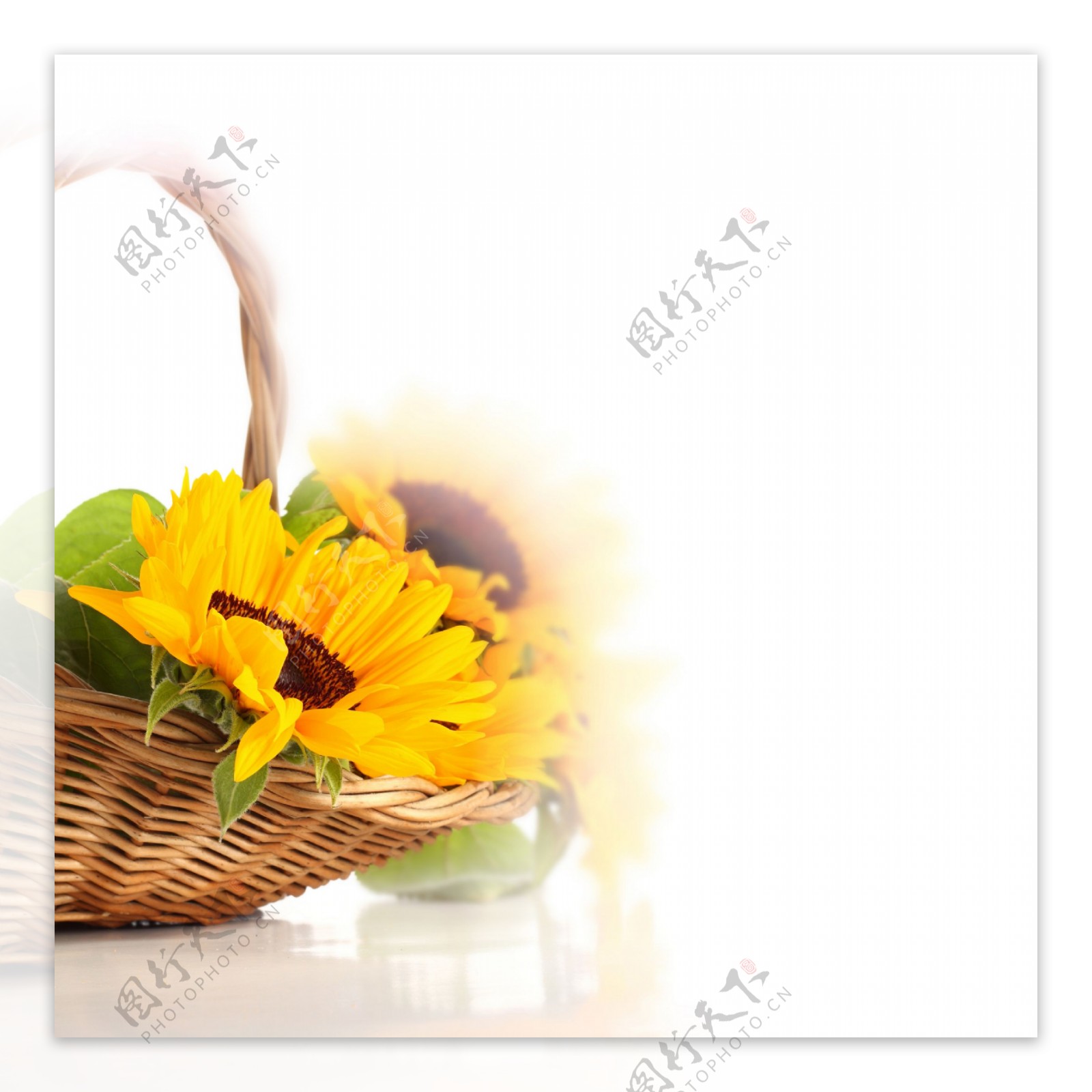 花篮里的向日葵背景图片图片