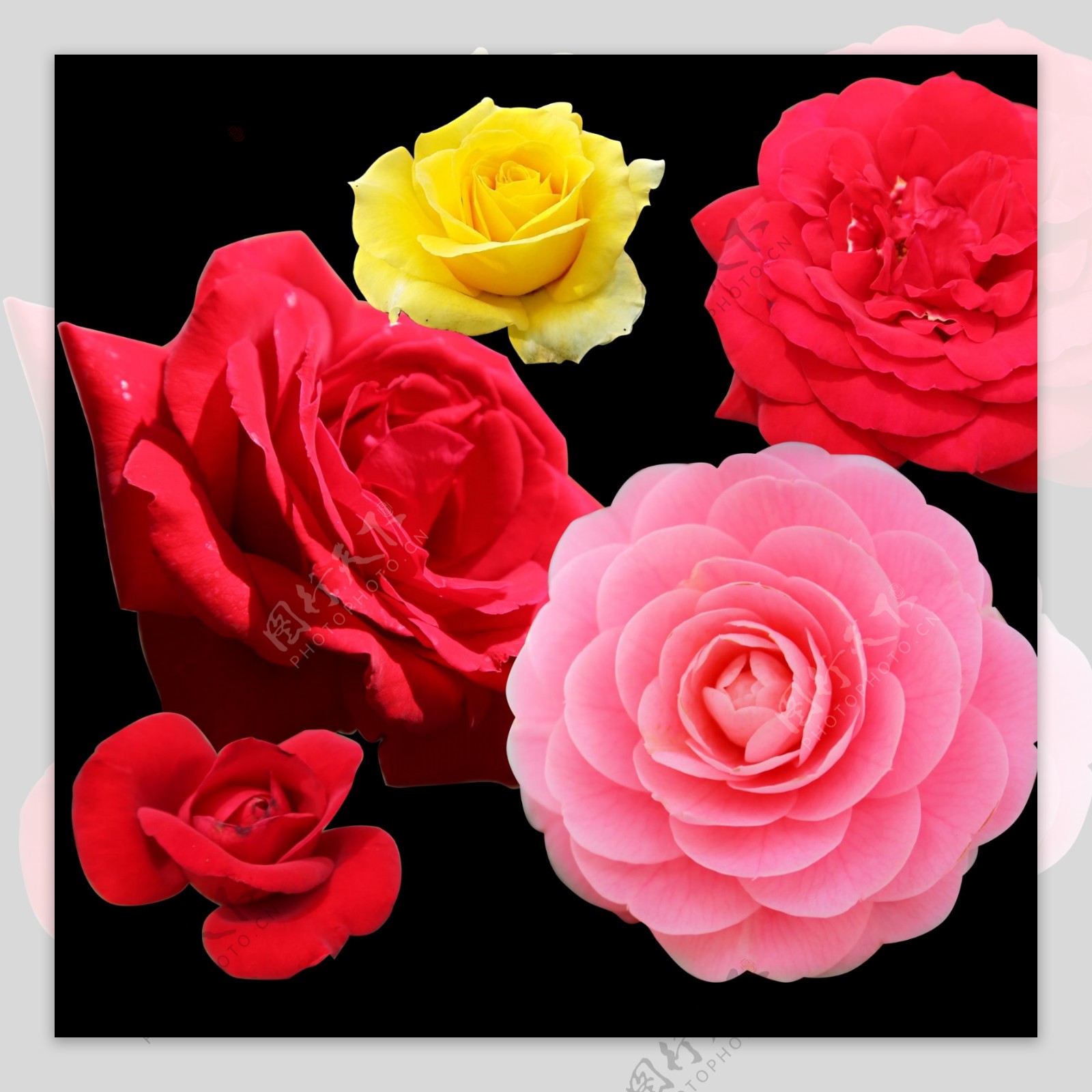 温馨浪漫单个玫瑰花