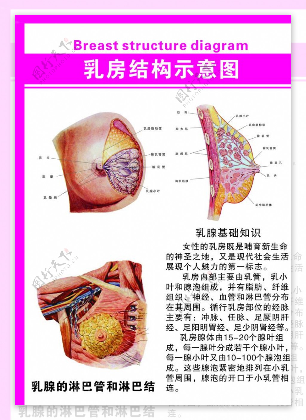 乳房结构示意图
