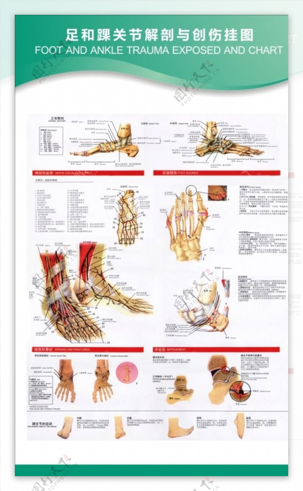 足和踝关节解剖与创伤挂图