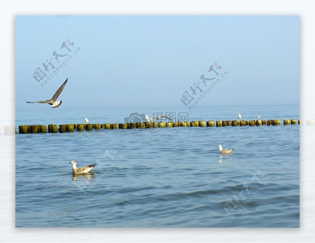 波罗的海的海鸥