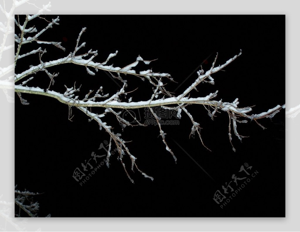 树枝的冰霜