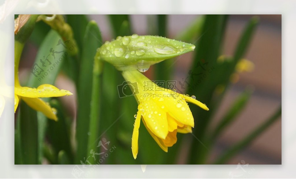黄色花朵上的水滴