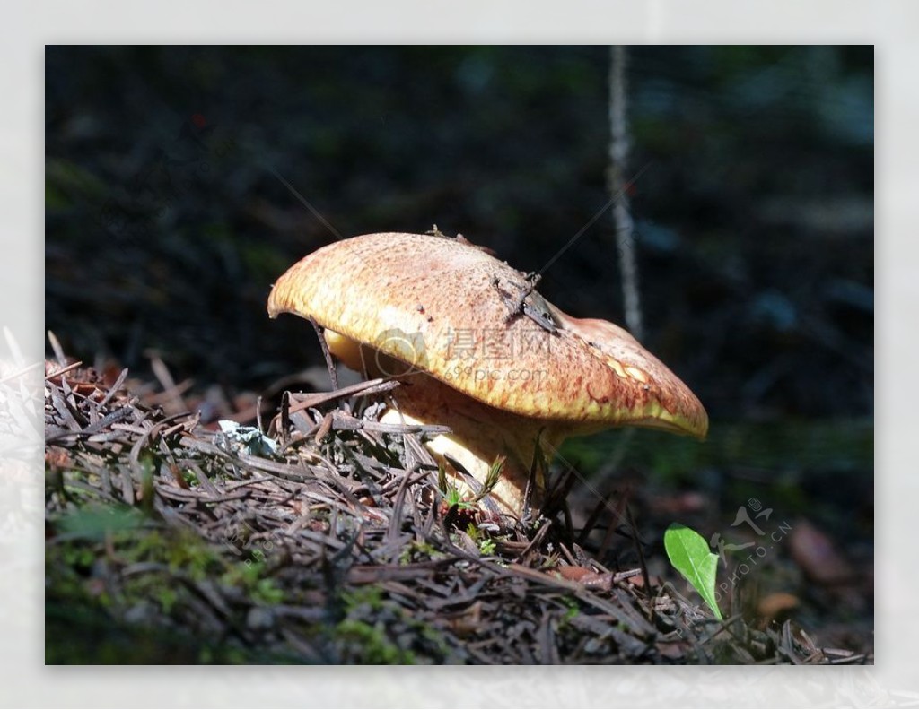 野外蘑菇的特写