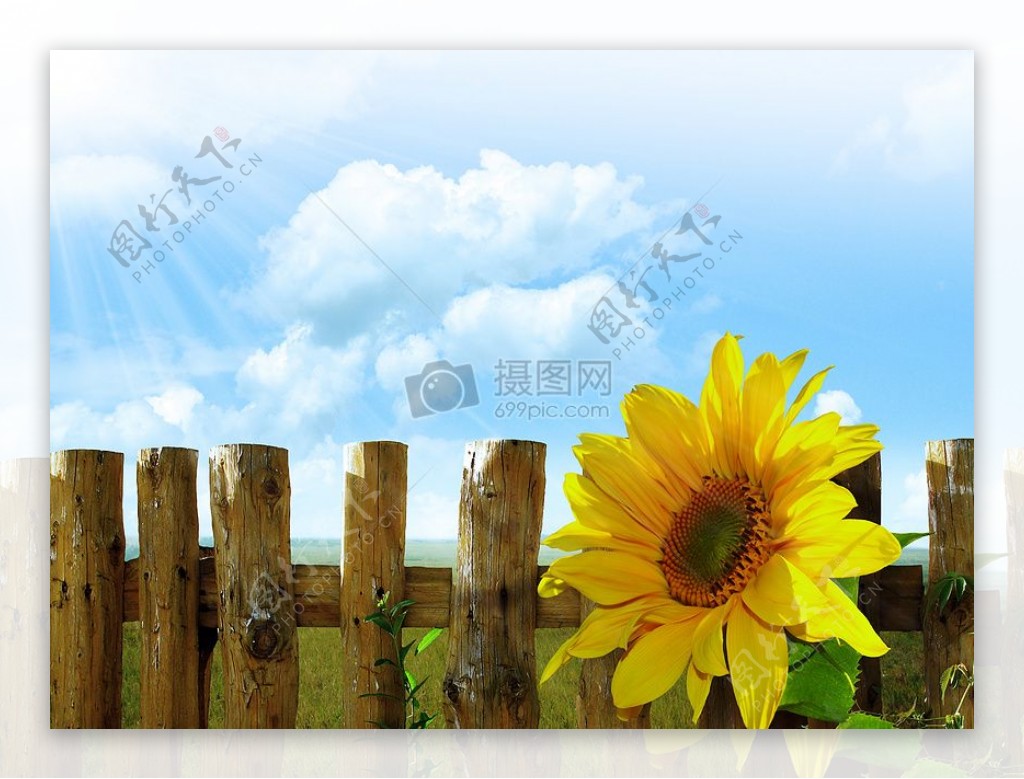 栅栏上的向日葵