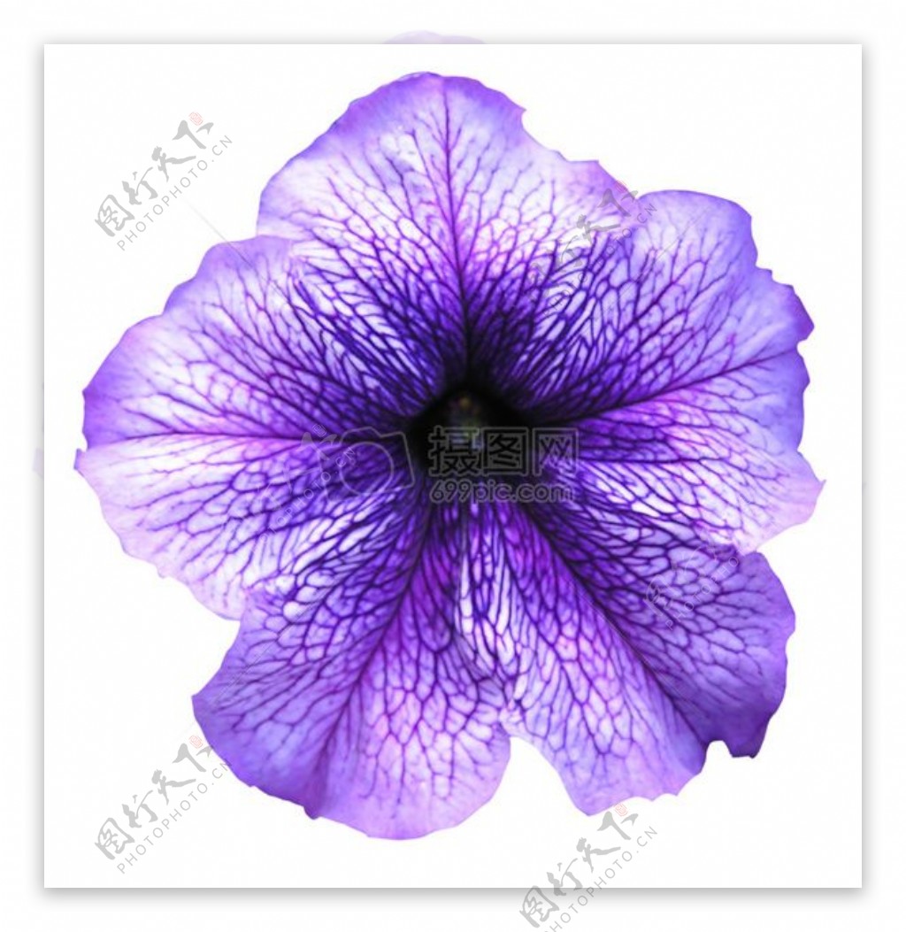白色背景下盛开的紫色花朵