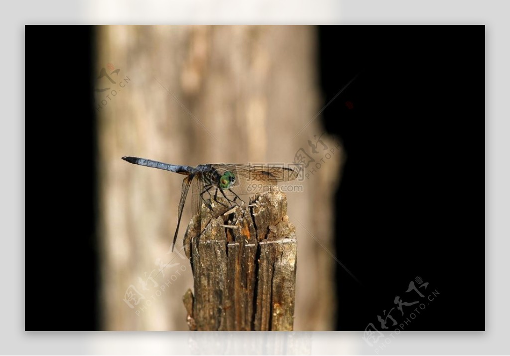 哈特曼公园dragonfly.JPG