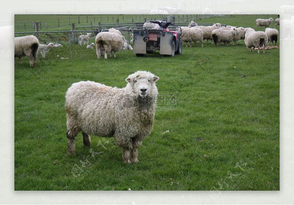 农场里的羊群