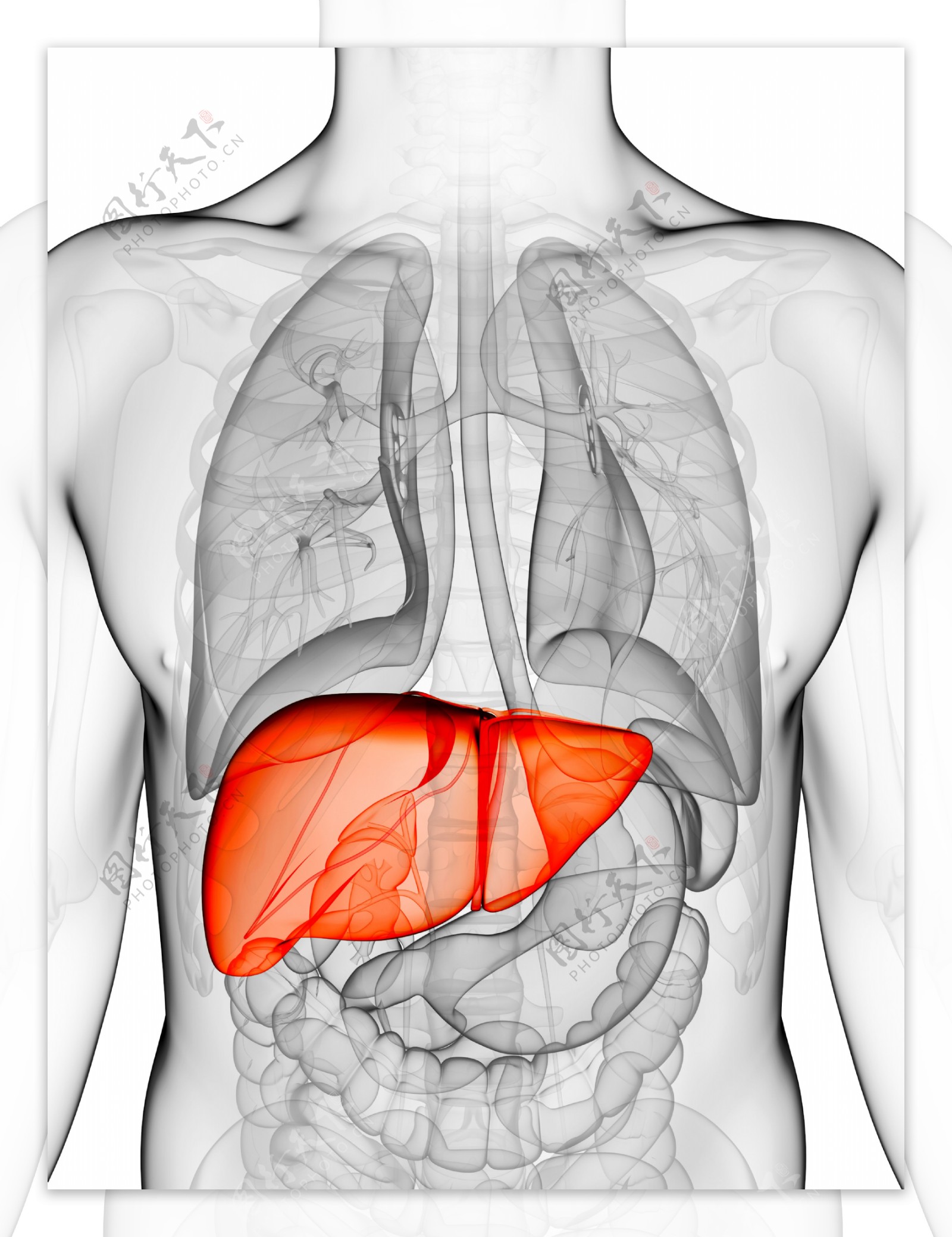男性肝脏器官图片