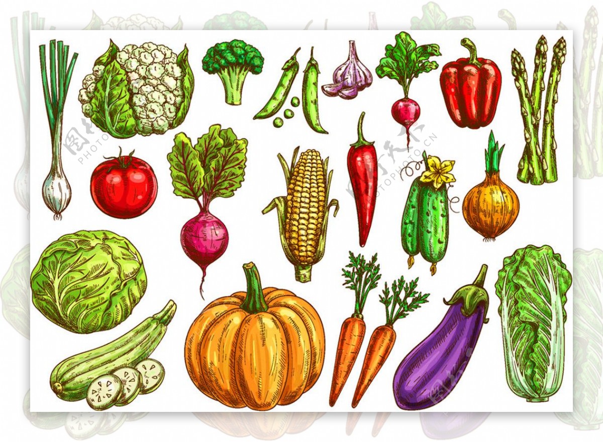 矢量蔬菜插画图片