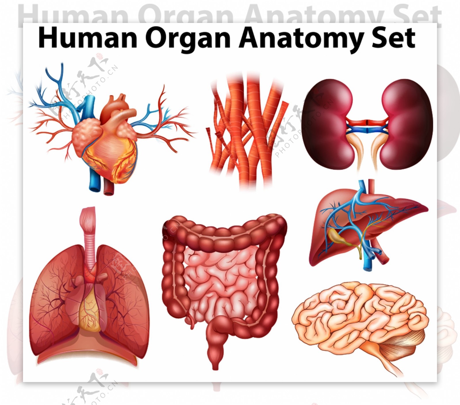 医疗人体器官内脏图