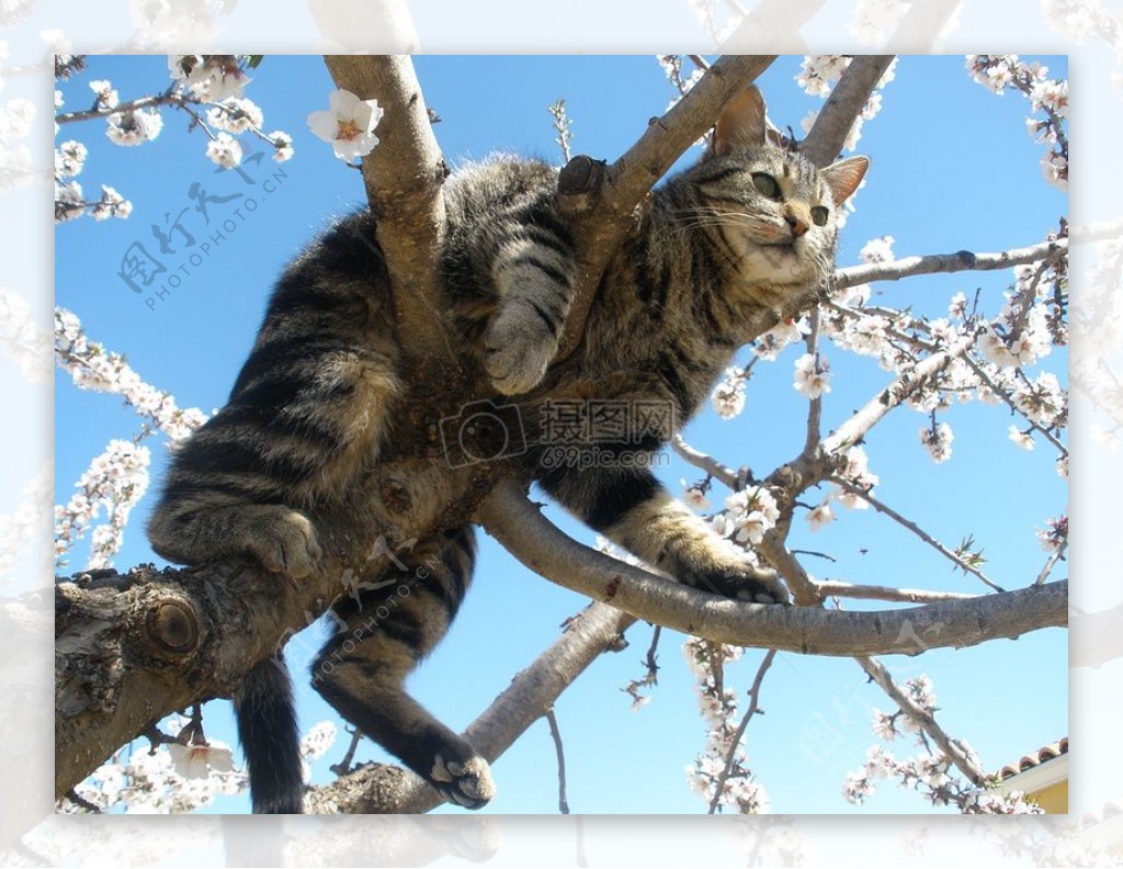 花枝头的花猫