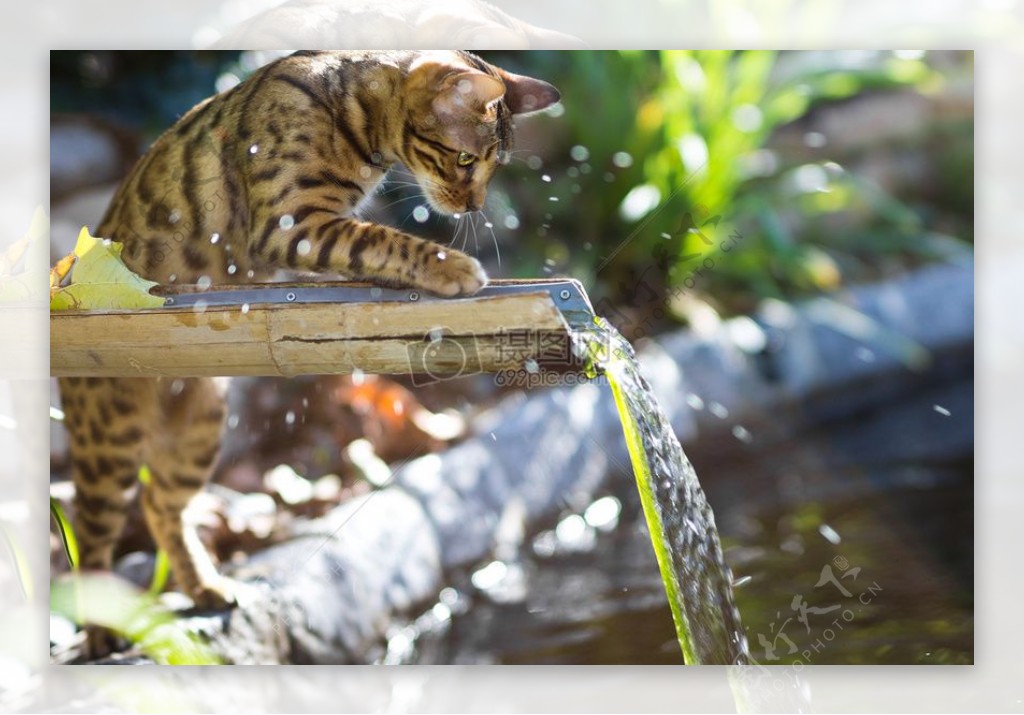 孟加拉猫玩水