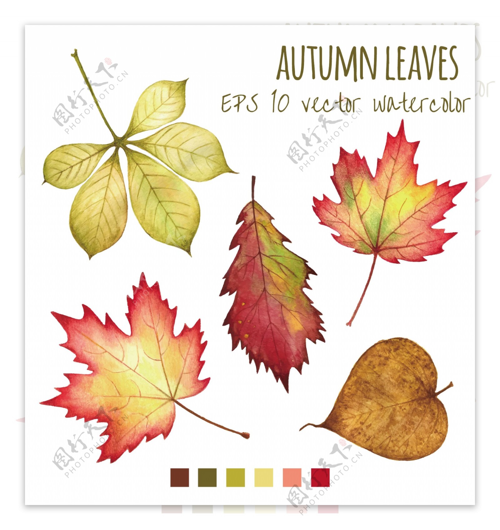 秋天的落叶矢量素材图片