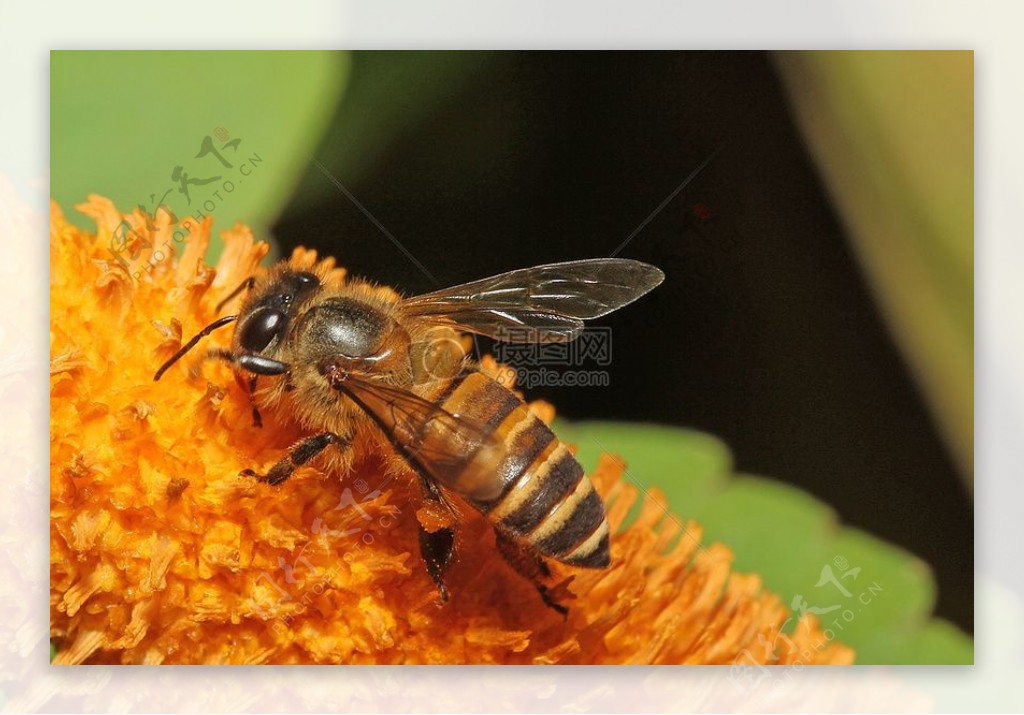野生蜂蜜蜂S6